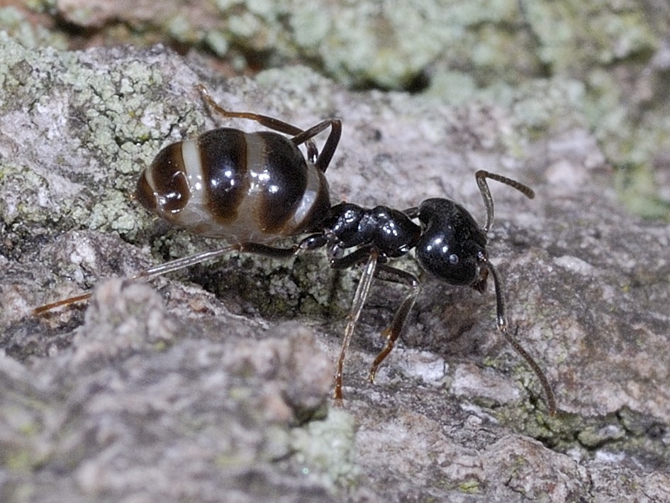Lasius fuliginosus